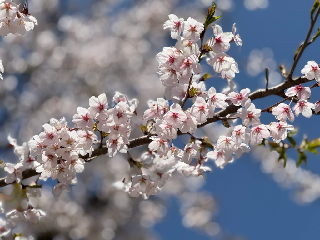新年度のスタートに、、、