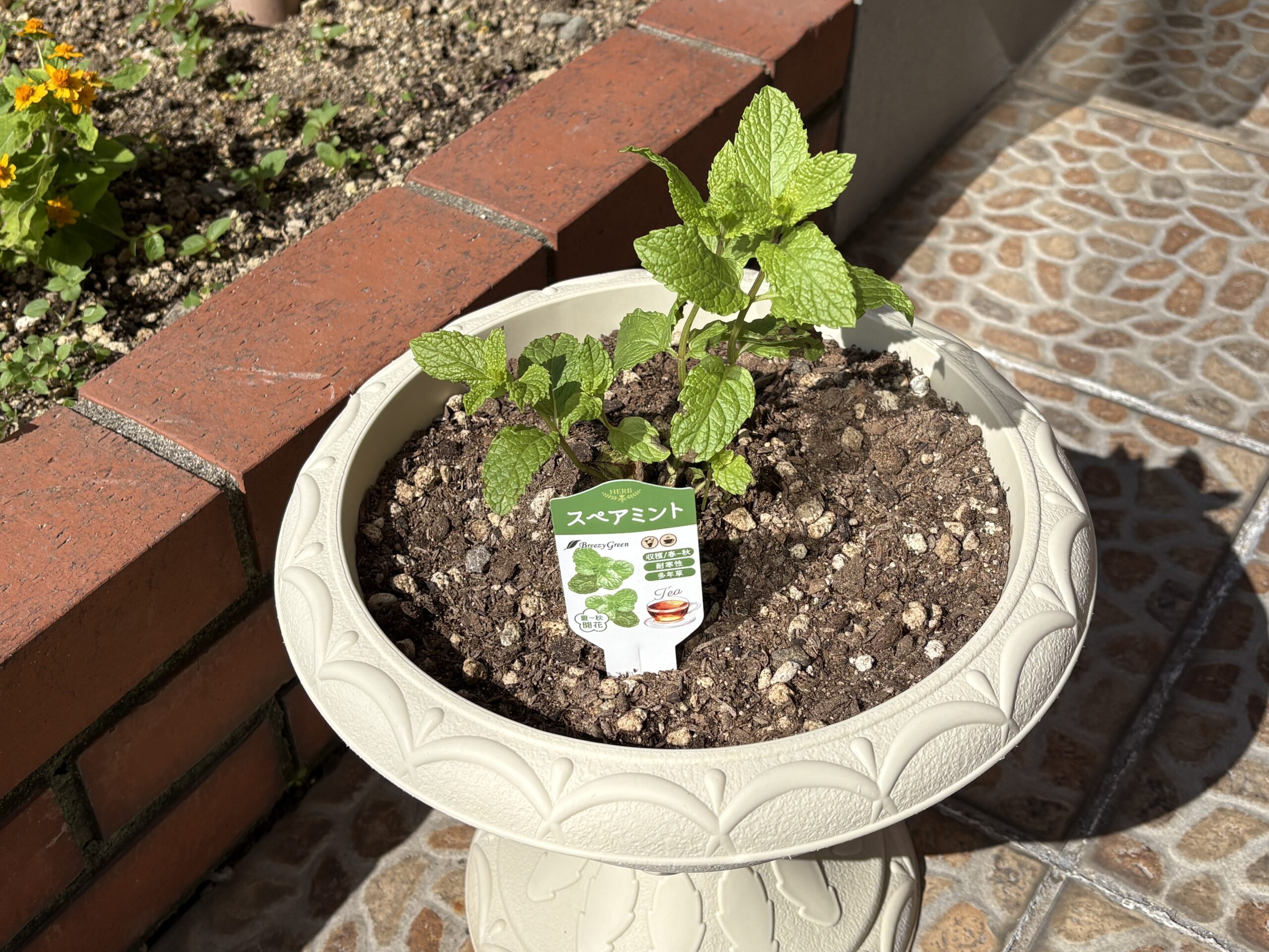 スペアミントが仲間入り🌿