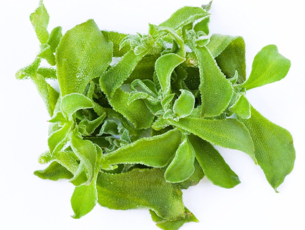 氷の結晶　アイスプラント🌱